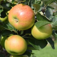 5038838013256 1 Apple Malus Bramley 20 Bush M26 12L.JPG